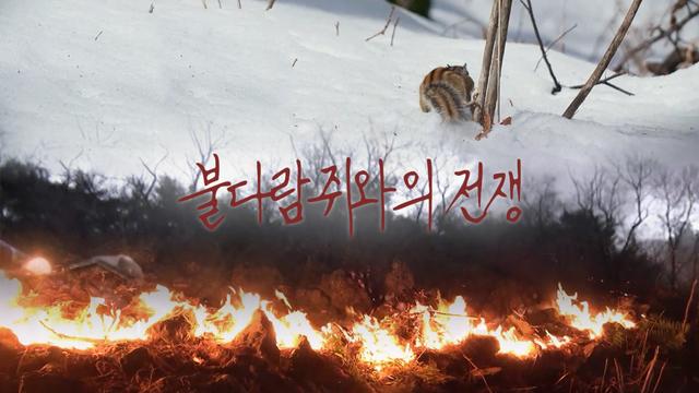 봉대산 불다람쥐와의 숨바꼭질