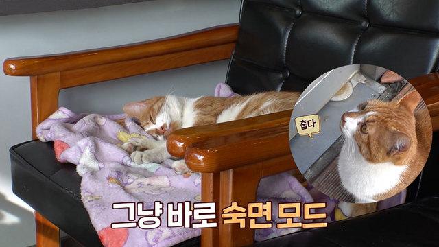 미용실의 뻔뻔한 마스코트 고양이