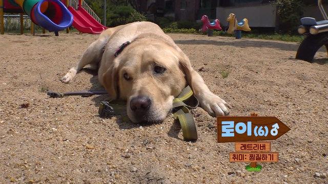 TV 동물농장