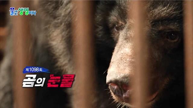 곰의 눈물
