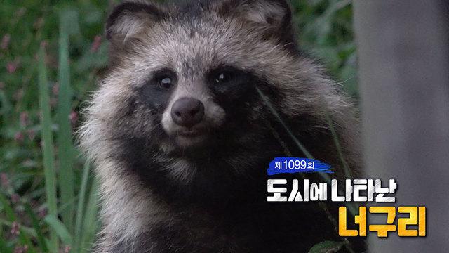 도시에 나타난 너구리
