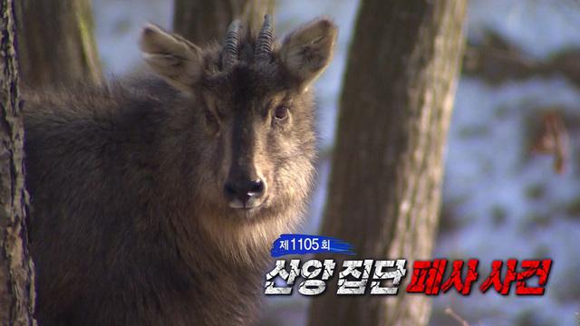 산양 집단 폐사 사건