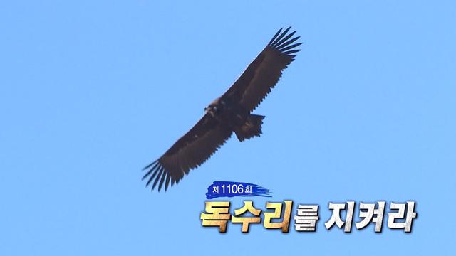 독수리를 지켜라