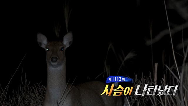 사슴이 나타났다