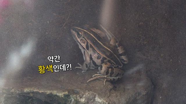 개구리 탐구