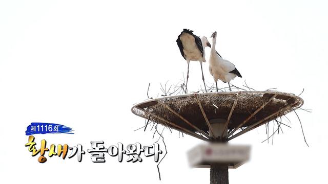 황새가 돌아왔다