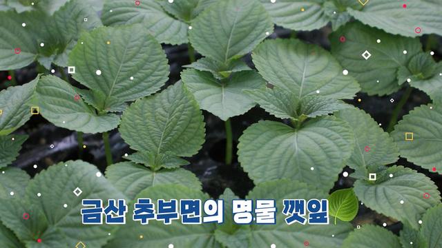 네트워크 현장! 고향이 보인다