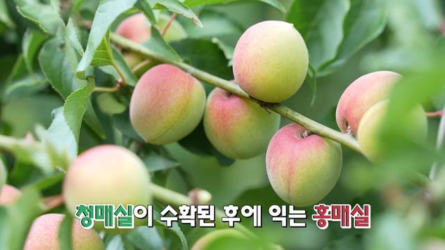 네트워크 현장! 고향이 보인다