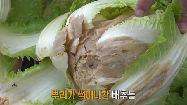 가을 장마 농작물 피해, 올해도 금배추 되나