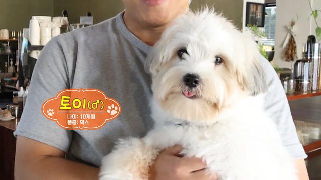 귀여움 한도 초과 카페