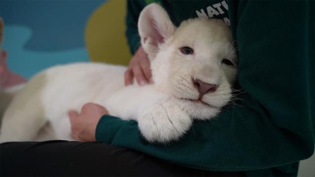 새끼 백사자 루나와 루카