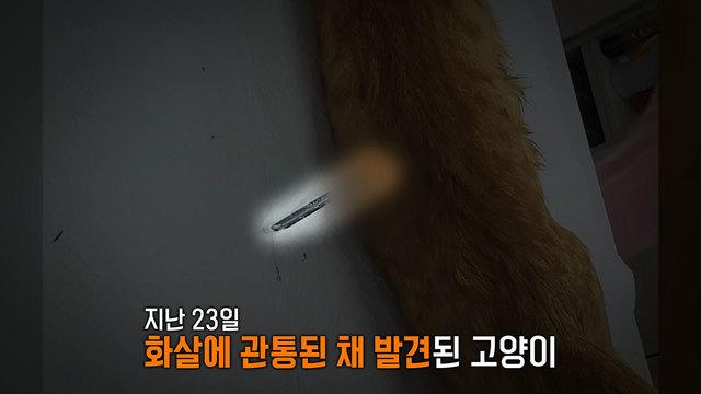 화살 맞은 고양이, ‘기계식 활’ 규제 논란