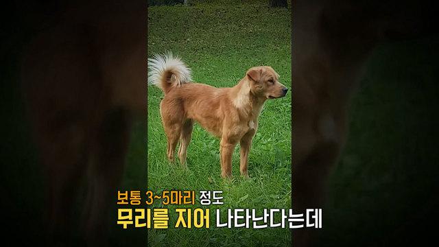 관악산 들개, 서울대까지… 학생들 “밤길이 무섭다”