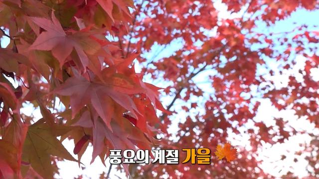 제철 단감으로 오감 만족