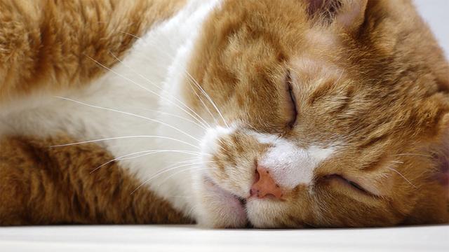 내겐 너무 무거운 냥 통이