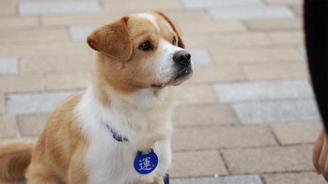 &lt;특집&gt; 똥.개.강.림. 1편