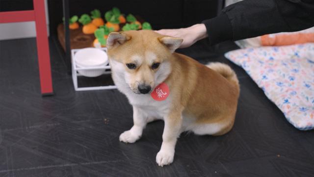 &lt;특집&gt; 똥.개.강.림. 2편