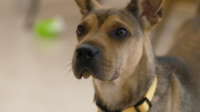 &lt;특집&gt; 똥.개.강.림. 3편