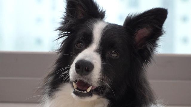 영동 캐니크로스, 달려라 부추