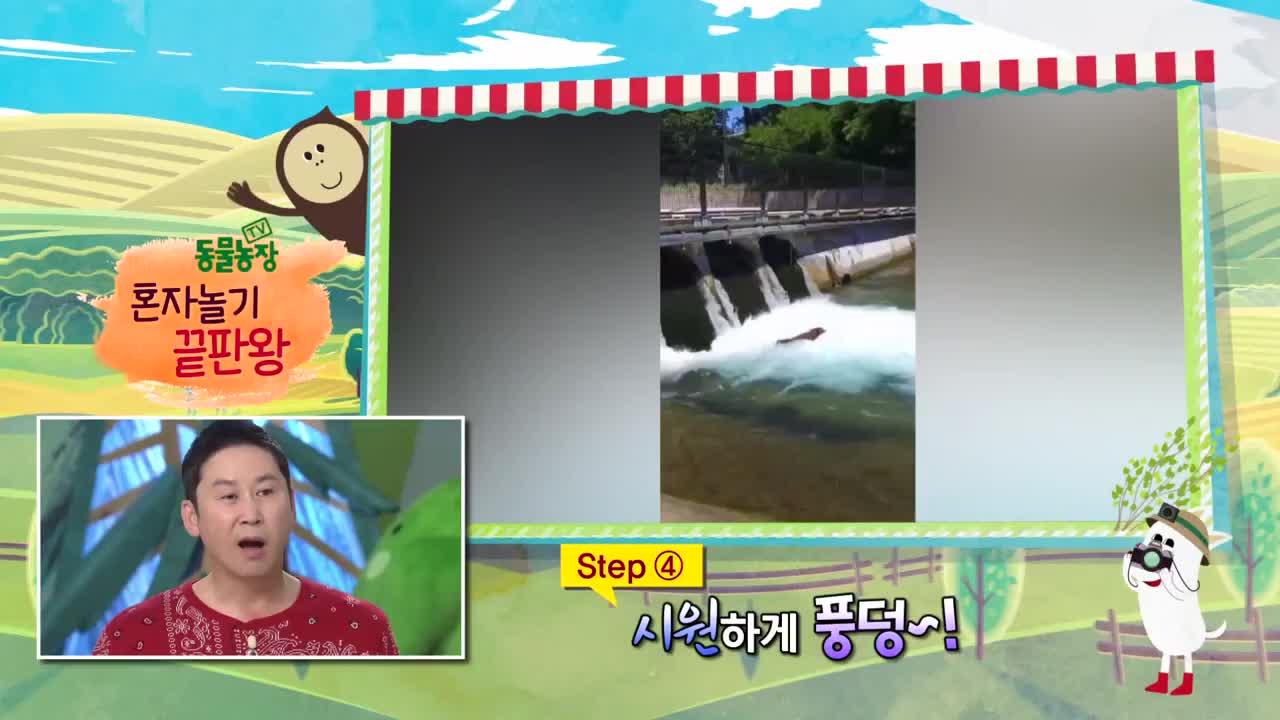 TV 동물농장