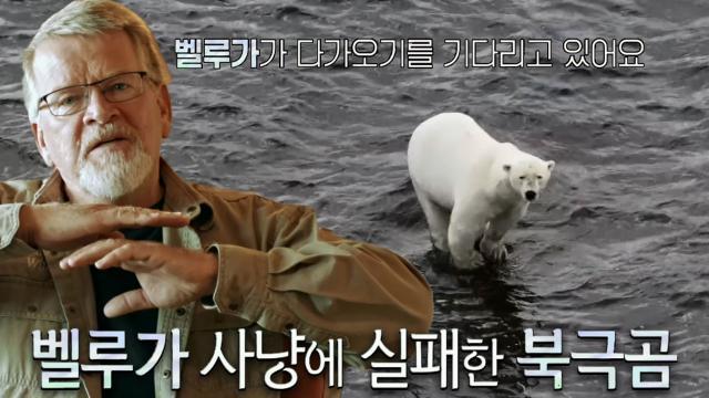 급격한 기온 상승 후 시작된 북극곰의 새로운 사냥법♨