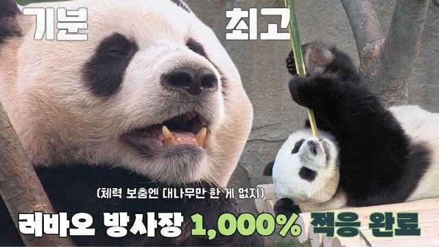 러바오, 빠른 적응력으로 방사장 구석구석 마킹 후 대나무 먹방↗