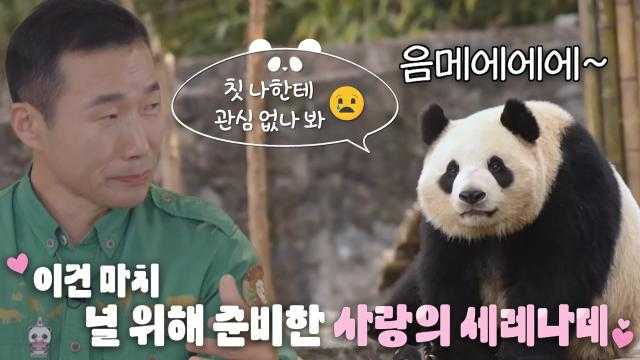 ‘판다의 번식기’ 강철원 사육사가 들려주는 수상한 소리의 정체!