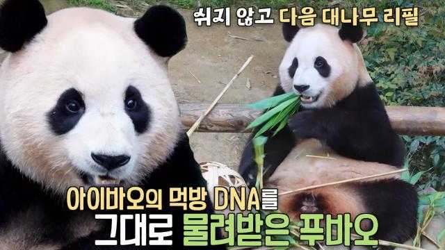 ‘바오 패밀리' 아이바오×러바오×푸바오의 3판 3색 먹방 모음★