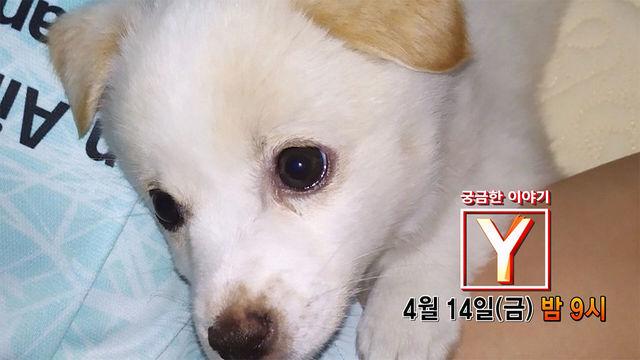 [4월 14일 예고] “딸 같은 아이가 죽었습니다” 범인은 왜 나나를 창밖으로 던졌나