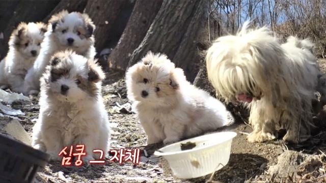 충격적인 몰골 의문의 누더기견, 꼬물이 4남매의 엄마?