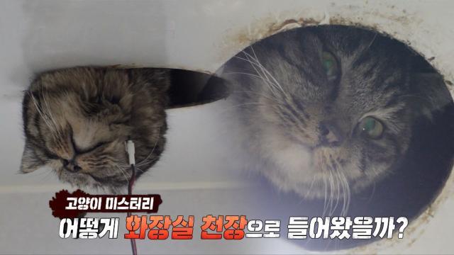 천장 위 어둠 속의 불청객, 범인은 바로 고양이!?