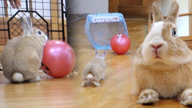 어메이징한 드리블 실력! 토끼계의 축구 신동 ‘베이’