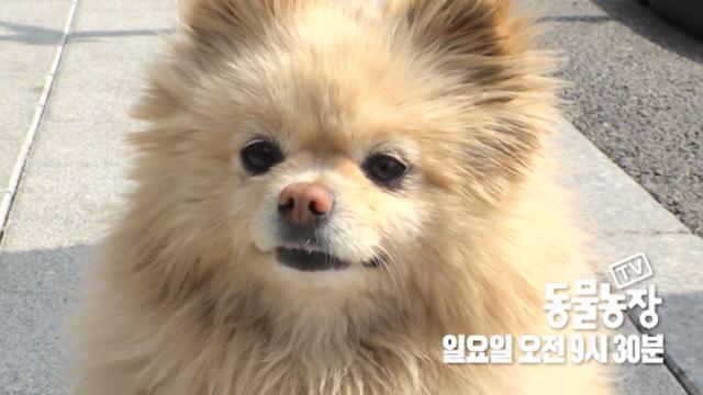 [4월 2일 예고] 의문의 포메, 피자가게 영업방해견의 정체는?