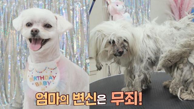 비주얼 가족 탄생, 4년 묵은 누더기견의 환골탈태!