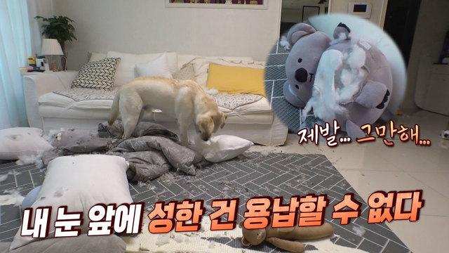 파괴 ‘왕국이’는 못말려!