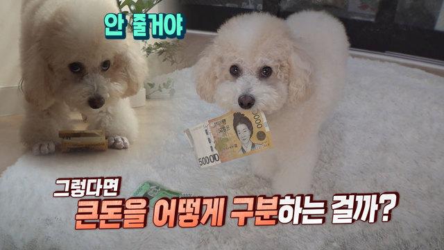 쇼 미 더 머니! 돈 집착犬 ‘라떼’