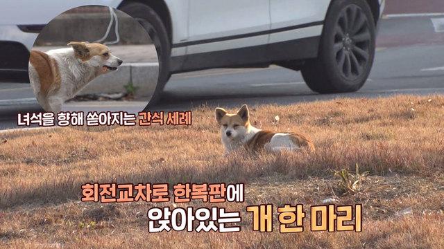 회전 교차로에 사는 부메랑犬