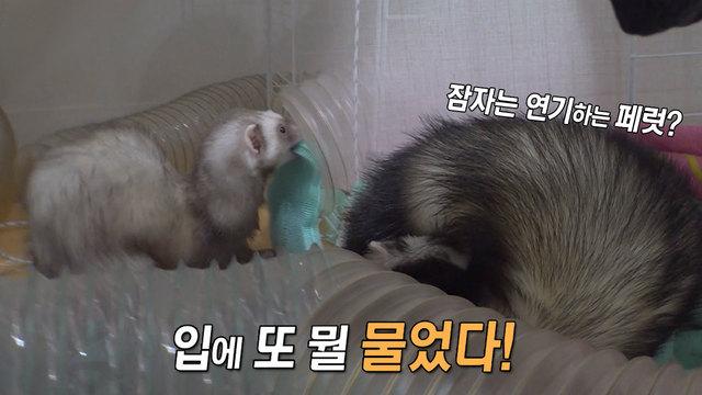 괴도 페럿 제삐