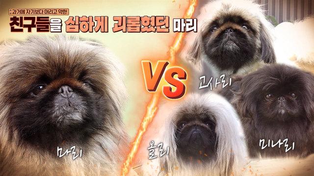 페키니즈판 더 글로리