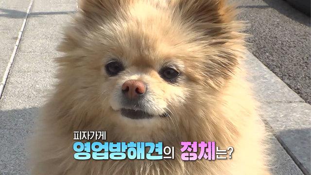 피자집 영업방해견