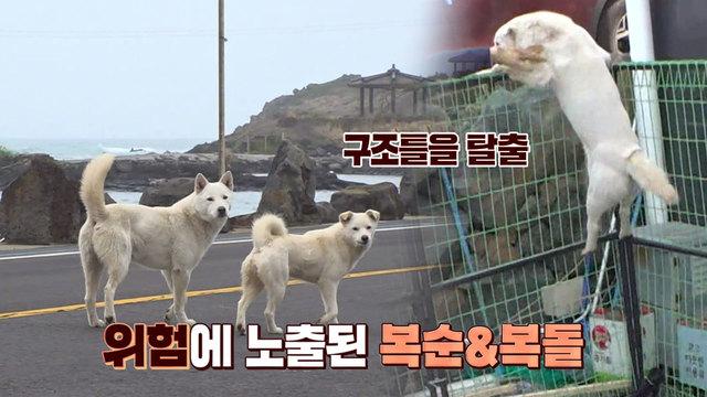 무전취식 커플 복순이와 복돌이