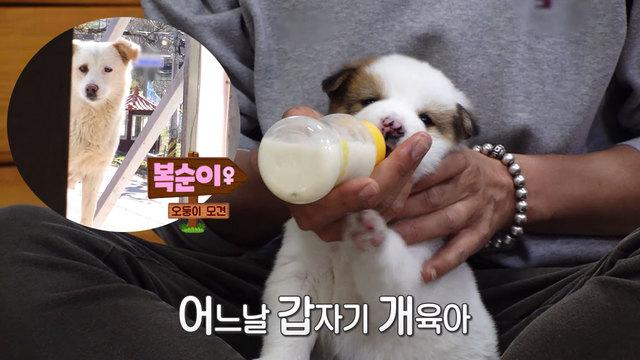 잡혀줘 복순아!