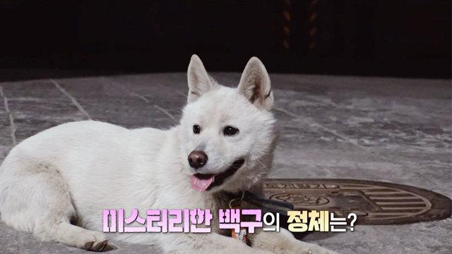 일편단심!‘토토’스토킹犬, 백구!