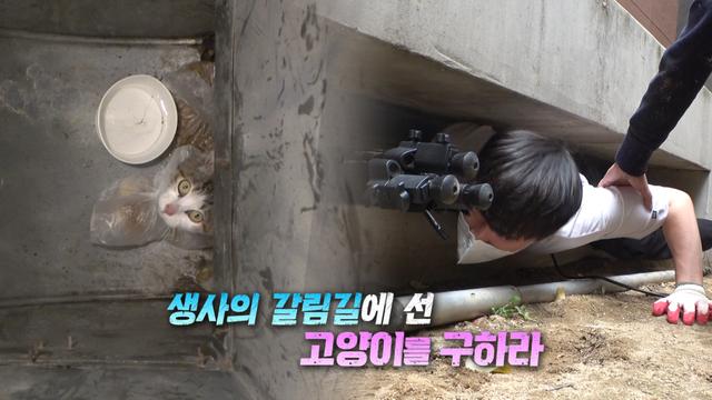 배관에 갇힌 고양이