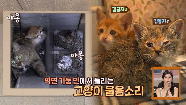 기둥 속 고양이 가족 구하기
