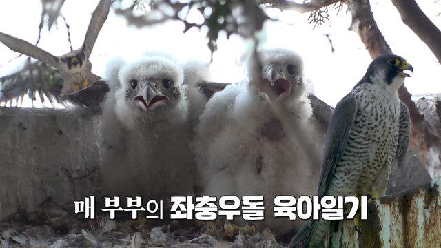 마천루 매 부부
