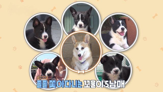 육아거부견 여름이와 웰시 꼬물이