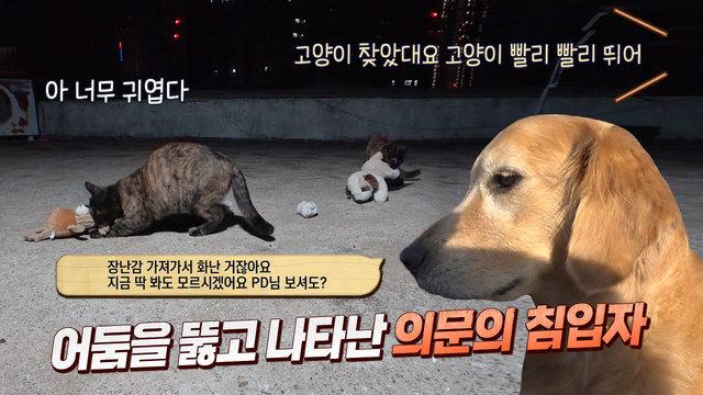 장난감 괴도냥