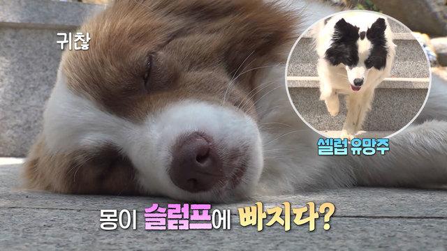 등산 안내견 모녀 ‘몽이’ & ‘보름이’