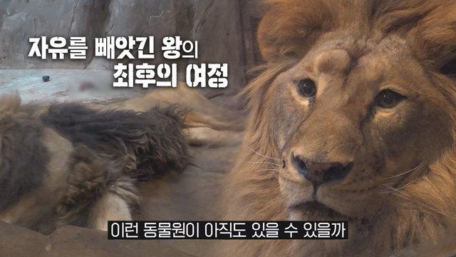 슬픈 사자의 감옥 탈출기 